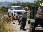 Capturan a tigre que deambulaba en Salinas Victoria, Nuevo León