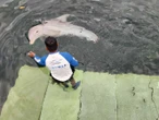 ¿Fin de los delfinarios en México?, esto sabemos