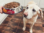 Alerta por comida para perro contaminada con salmonela y listeria: FDA