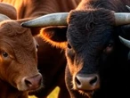 Tres toros desatan caos en San Felipe, Guanajuato; reportan varios lesionados | VIDEO