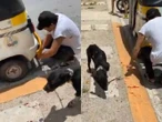 Detienen a mototaxista que arrastró cruelmente a perrita por calles de Playa del Carmen | VIDEO
