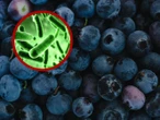 Alerta sanitaria por arándanos contaminados con peligrosa bacteria: FDA 
