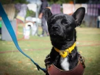 Proponen multar a dueños de perros que ladren mucho