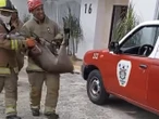 Venado se introduce en zona habitacional de Oaxaca