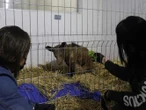Mina, osa rescatada de La Pastora, mejora y tendrá su peluche