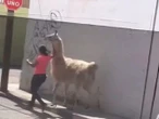 VIDEO: Mujer 'llama' la atención en Querétaro por pasear con exótica mascota