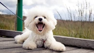 4 características do cachorro da raça bichon frisé 