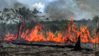 Quando a floresta queima, não é só fogo — é um alerta ecológico