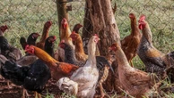 Rio Grande do Sul declara estado de emergência em saúde animal para gripe aviária