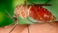 Antes restrita à Amazônia, febre oropouche se espalha pelo país