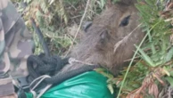 Capivara presa em penhasco de 50 metros é resgatada em Santa Catarina