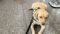 Treinador de cães levará cão de serviço para menina com espectro autista em Portugal