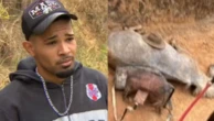 Quem é o jovem de 21 anos acusado de mutilar patas de cavalo em Bananal