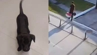 Homem é impedido de embarcar com cão, abandona animal no Aeroporto de Florianópolis e é detido no DF