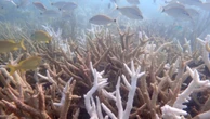 Onda de calor marinha torna duas espécies de coral ‘funcionalmente extintas’ na Flórida, alerta estudo
