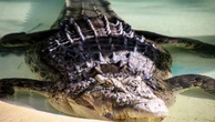 Israel sacrifica mais de 200 crocodilos em fazenda na Cisjordânia ocupada