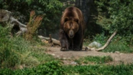Urso ataca mulher em lar para pessoas com deficiência no Japão