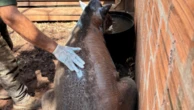 Governo de SP registra primeiro caso oficial de animal vítima de incêndio florestal em 2025