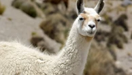 8 curiosidades interessantes sobre as lhamas