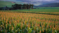 Relação de troca milho x adubo melhora ao agricultor