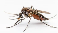 Mosquitos são encontrados pela primeira vez na Islândia, um dos últimos lugares do mundo livre desses insetos