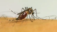 Europa registra recorde de surtos de doenças transmitidas por mosquitos