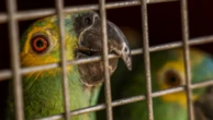 Polícia do RJ resgata 90 aves silvestres que seriam vendidas em feira livre