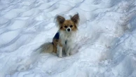 Chihuahua vira herói ao salvar homem que caiu na geleira na Suíça