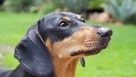 Parque em Budapeste reúne 500 cachorros da raça dachshunds para quebrar recorde