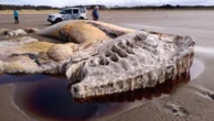 Carcaça de segunda maior espécie de baleia do mundo é encontrada em praia do Reino Unido