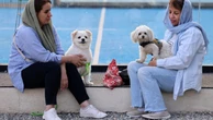Cidades no Irã proíbem passeios com cães em locais públicos