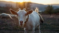 8 curiosidades interessantes sobre as cabras