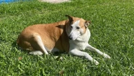 Conheça Silveira, cachorro ‘reitor’ da UFSM que viralizou nas redes