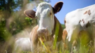 Estudo revela influência humana sobre tamanho de animais domésticos e selvagens