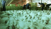Suspensão de exportações de frango deve aliviar IPCA em até 0,10 pp, aponta analistas 