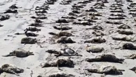 881 pinguins são encontrados em estágio avançado de decomposição no litoral de SP