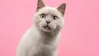 14 nomes para gatos inspirados na cultura geek 