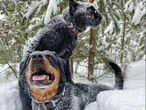 Pantera i rottweiler. Między zwierzętami narodziła się niezwykła więź