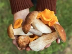 Wielki QUIZ dla grzybiarzy. Prawdziwy mistrz koszyka z łatwością zgarnie choć 7/10!