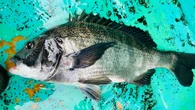 ｢アジの釣り船で"クロダイ"が…｣　急速に様相を変える"東京湾の生態系"の深刻　天然マダイとの違い､味の実力は？ | ライフ | 東洋経済オンライン
