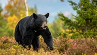 ｢ついに神戸･宇都宮にもクマ出没｣ 過熱する"クマ報道"のジレンマ…怖いのは｢襲撃｣だけではない《深刻すぎる被害》 | ライフ | 東洋経済オンライン