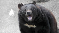 クマ出現率は高山より｢低山｣が圧倒的に高い！道迷い､滑落､落ち葉で転倒…低山登山にひそむ意外なリスクとは？ | ライフ | 東洋経済オンライン