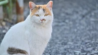 心痛む猫の｢殺処分｣､ゼロへのカギは｢野良猫対策｣にあり！無責任な善意が招く課題とデータが示す｢TNR｣の重要性 | ライフ | 東洋経済オンライン