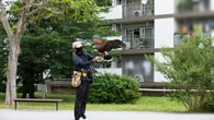 ｢"鷹で団地"の害鳥対策?!｣　鳩やカラスを撃退､糞害やゴミ荒らしが激減　｢鷹匠｣の放鷹に密着してみた | ライフ | 東洋経済オンライン