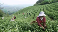 ｢茶摘み｣のため900km旅する中国の女性出稼ぎ労働者…発展から取り残された貧しい農村住民のリアル | ビジネス | 東洋経済オンライン