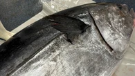 ｢クロマグロが増えても喜べない…｣沿岸漁業者を苦しめる日本の"漁獲枠配分"の矛盾 | ライフ | 東洋経済オンライン