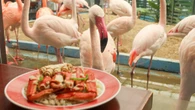 ｢なんでフラミンゴがいるの！？｣地元で50年以上愛される謎ファミレス､名物｢カニピラフ｣を食べながら鳥を眺めた  | ライフ | 東洋経済オンライン