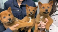 死産した我が子を食べる母犬の本能《日本にわずか300頭ほど》美濃柴犬の出産に立ち会った高校生､直面した"命のリアル" | ライフ | 東洋経済オンライン