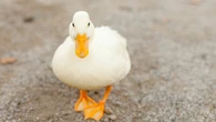 肝臓が白く｢フォアグラ｣化していた…動物園のアヒルはなぜ突然死したのか　体をむしばんだ"ふれあい展示"の代償 | ライフ | 東洋経済オンライン
