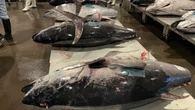 クロマグロ大漁で｢放流はもったいない｣｢もっと獲らせて｣という声もあるが…日本の漁業生産量｢過去最低｣で崩壊寸前の異常な実態 | ライフ | 東洋経済オンライン